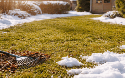 Winter Lawn Prep and Spring Comeback Plan